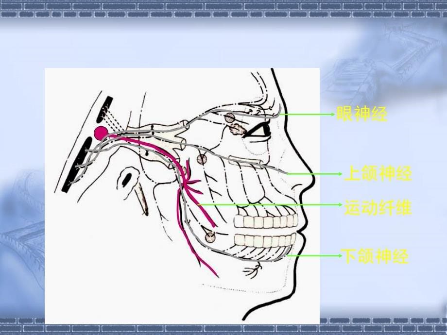 神经系统定位诊断知识讲义_第5页