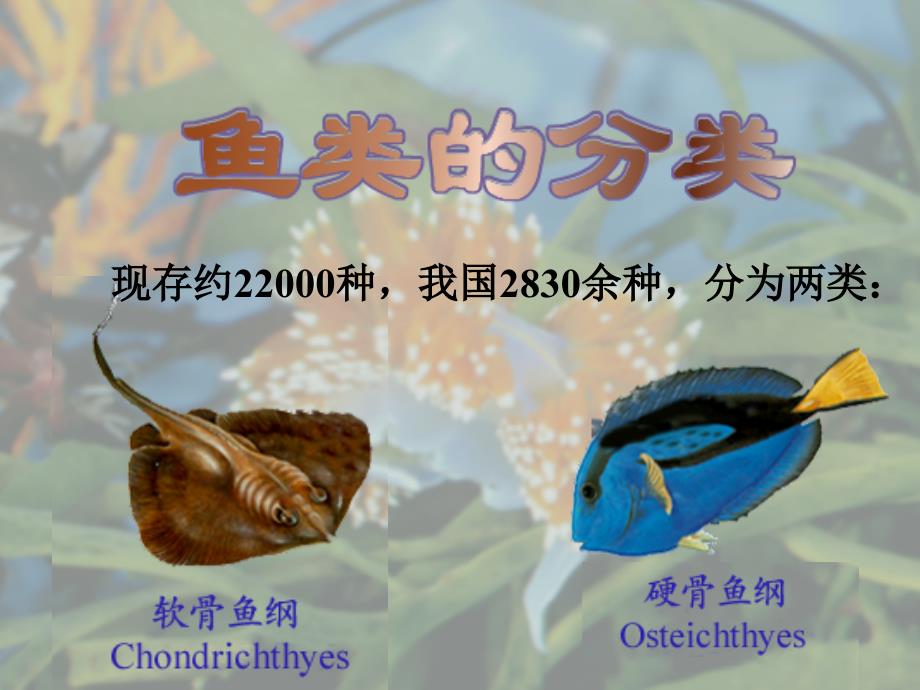 鱼类分类_第1页