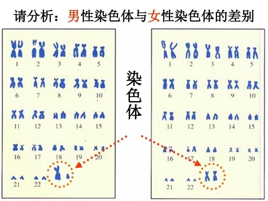 新人教版第四节-人的性别遗传-课件上课用_第5页