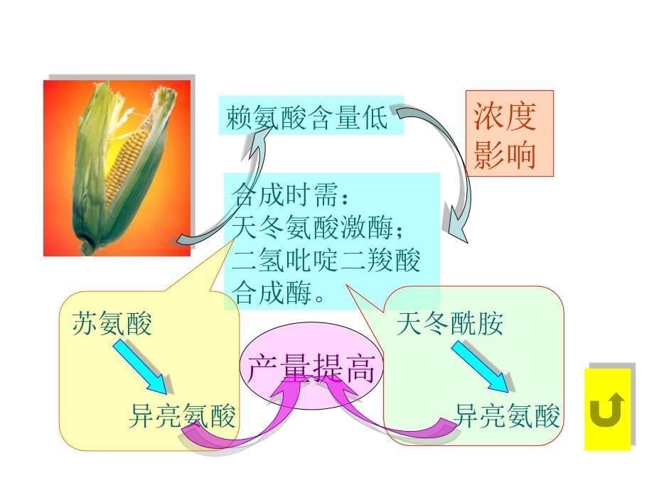 §1.4蛋白质工程的崛起_第5页