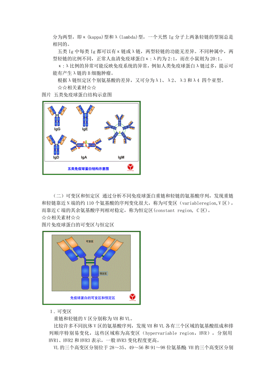 免疫球蛋白的结构_第3页