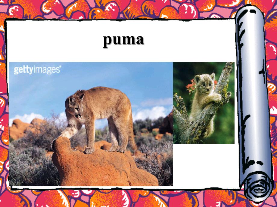 新概念第三册第一课《a-puma-at-large》_第4页
