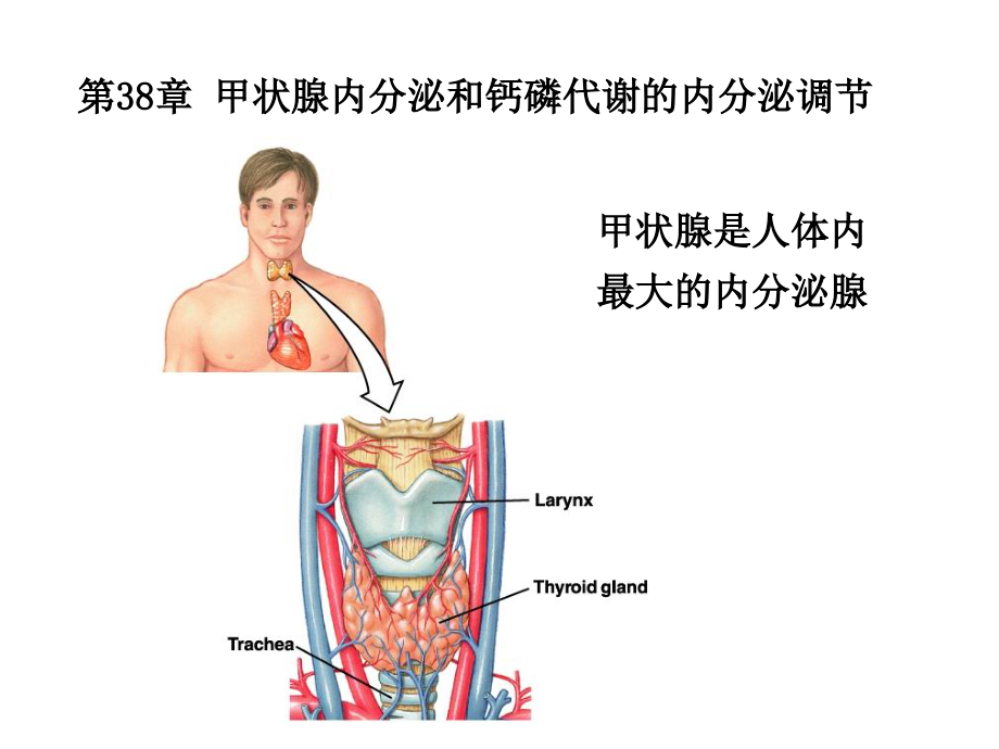 §3第十篇内分泌2章节_第3页