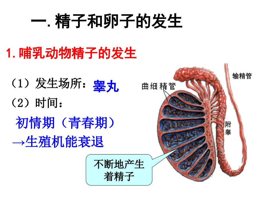 §31体内受精和早期胚胎发育课件_第4页