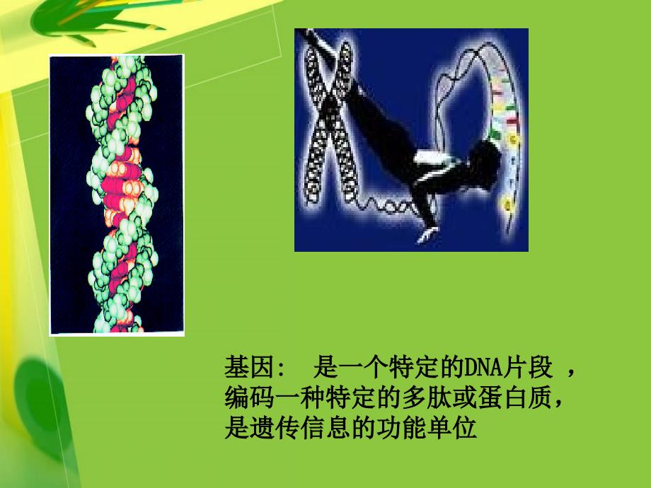 转基因食品及其安全性评价技术(精)_第3页