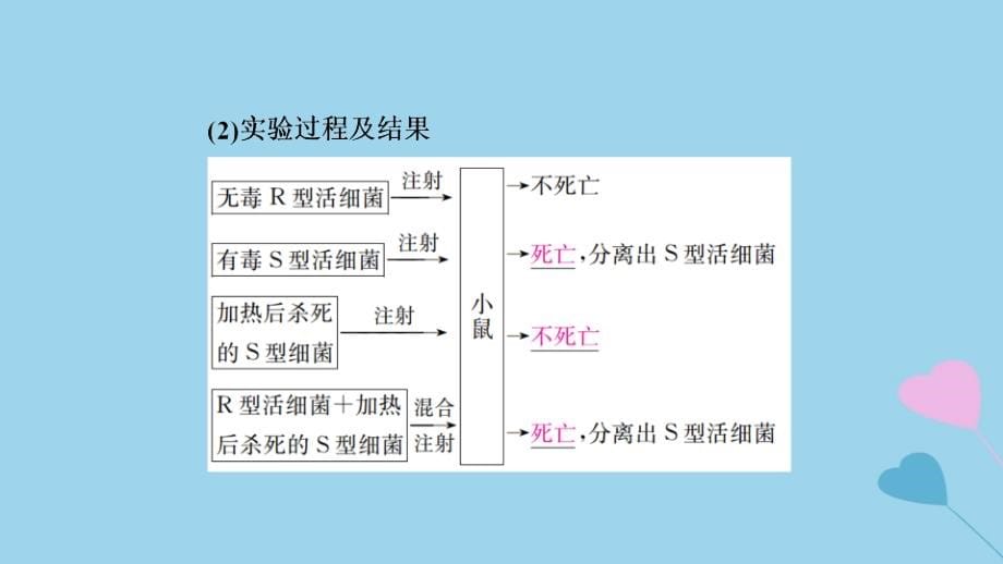 2019高考生物一轮复习_第19讲 dna是主要的遗传物质课件_第5页