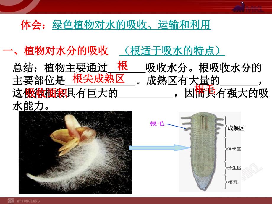 §3.3.0绿色植物参与生物圈的水循环绿色植物参与生物圈的水循环_第3页