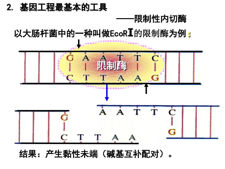 《基因工程》_第2页