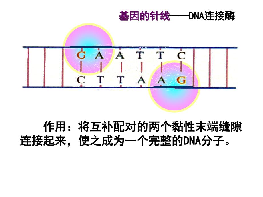 《基因工程》_第3页