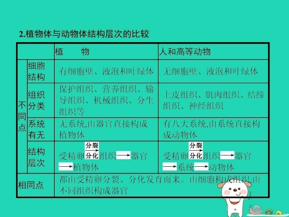 七年级生物上册_2.2.3 植物体的结构层次课件 （新版）新人教版_第5页