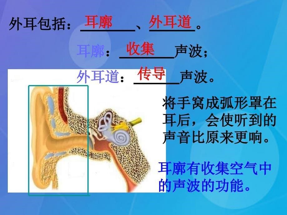 七年级科学下册_2.3《耳和听觉》课件4 浙教版_第5页