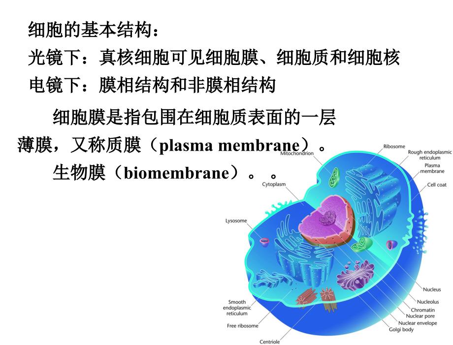 §4细胞膜1细胞生物学2011课件_第3页