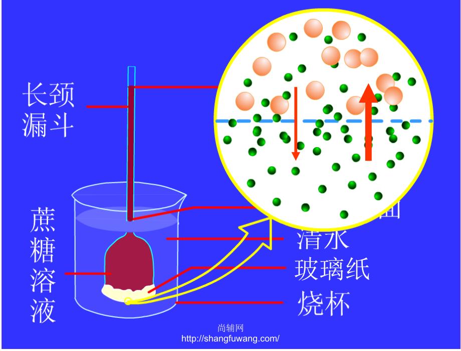 §4.1物质跨膜运输的实例1章节_第4页