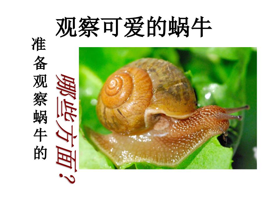 §2.2蜗牛一课件_第3页