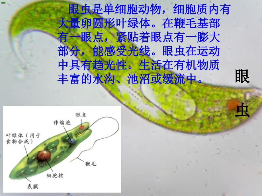 2018年七年级生物上册_2.2.4《单细胞生物》课件4 （新版）新人教版_第4页