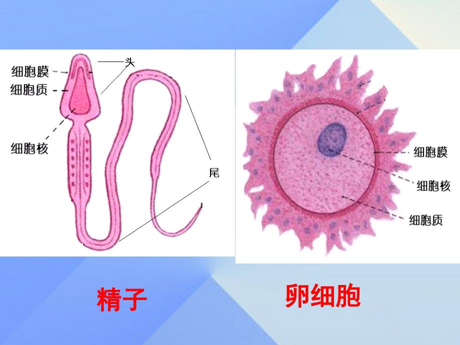 七年级科学下册_1.1 新生命的诞生（第1课时）课件 浙教版_第4页