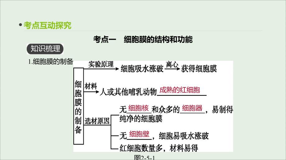 （全国通用）2020届高考生物优选大一轮复习 第2单元 细胞的结构与物质的运输 第5讲 细胞膜与细胞核课件_第3页