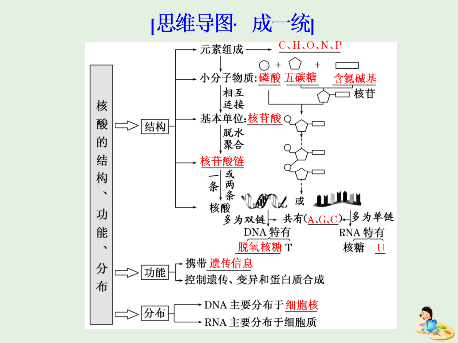 （江苏专版）2020版高考生物一轮复习 第一单元 第4讲 核酸、糖类和脂质课件（必修1）_第4页