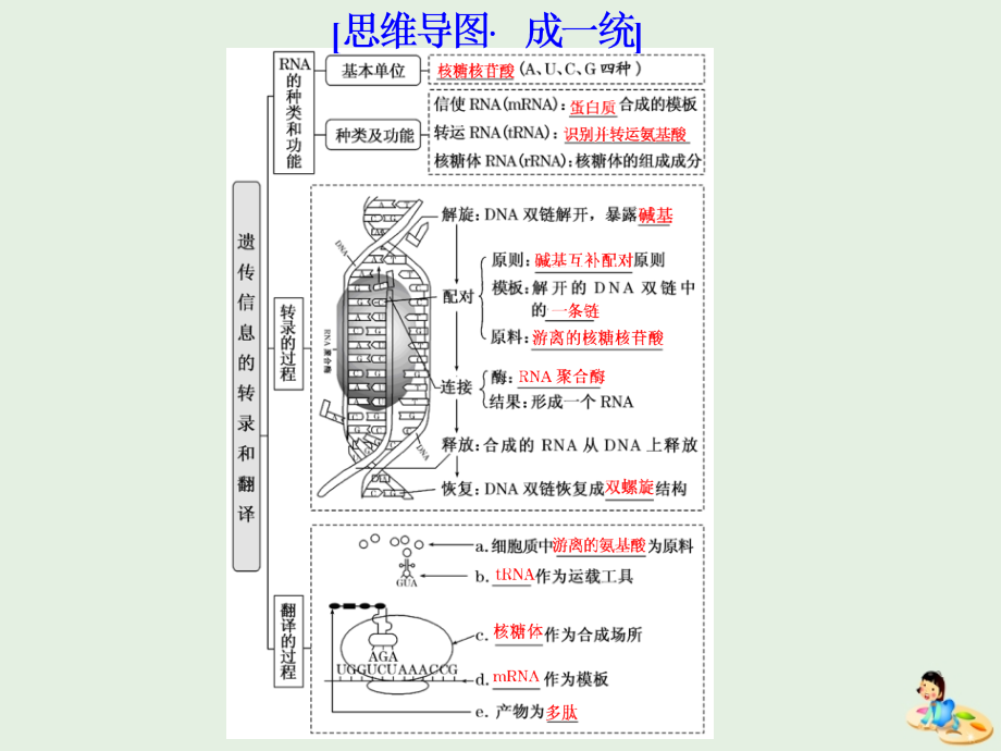 （江苏专版）2020版高考生物一轮复习 第二单元 第3讲 基因的表达课件（必修2）_第4页