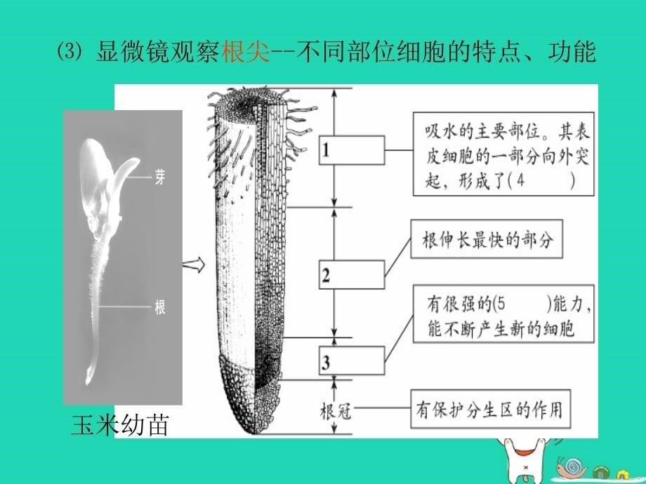 2018年七年级生物上册_3.2.2《植株的生长》课件2 （新版）新人教版_第5页