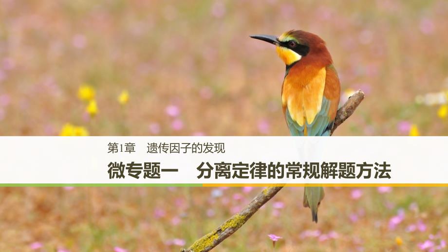 2018-2019学年高中生物_第1章 遗传因子的发现 微专题一 分离定律的常规解题方法课件 新人教版必修2_第1页