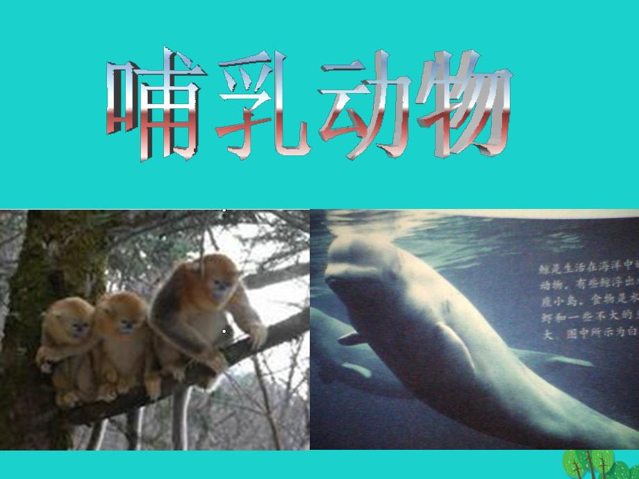 八年级生物上册_5.1.7 哺乳动物课件4 （新版）新人教版_第1页