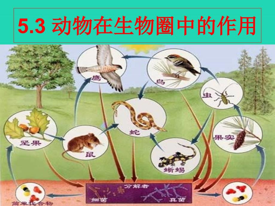 八年级生物上册_5.3动物在生物圈中的作用课件 （新版）新人教版_第1页