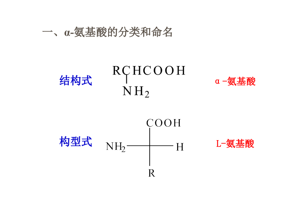 有机化学 教学课件 ppt 作者 马朝红 董宪武 主编13第十三章 氨基酸 蛋白质和核酸_第4页