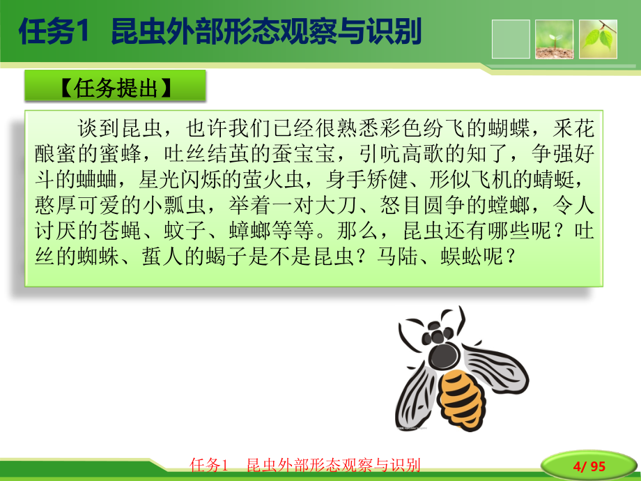 园林植物病虫害防治技术项目一 园林植物昆虫识别技术_第4页