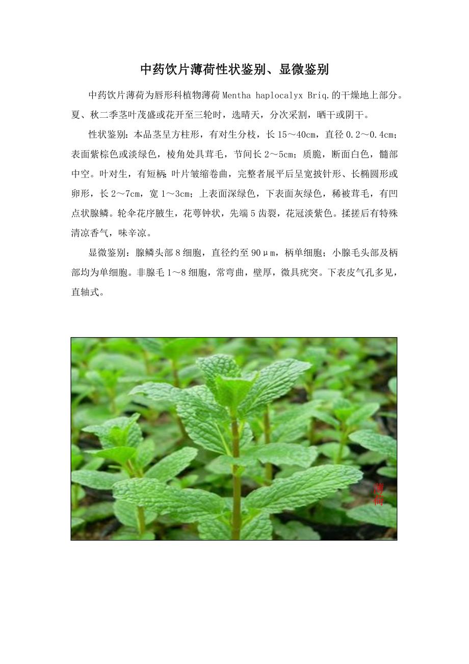 薄荷性状鉴别、显微鉴别_第1页