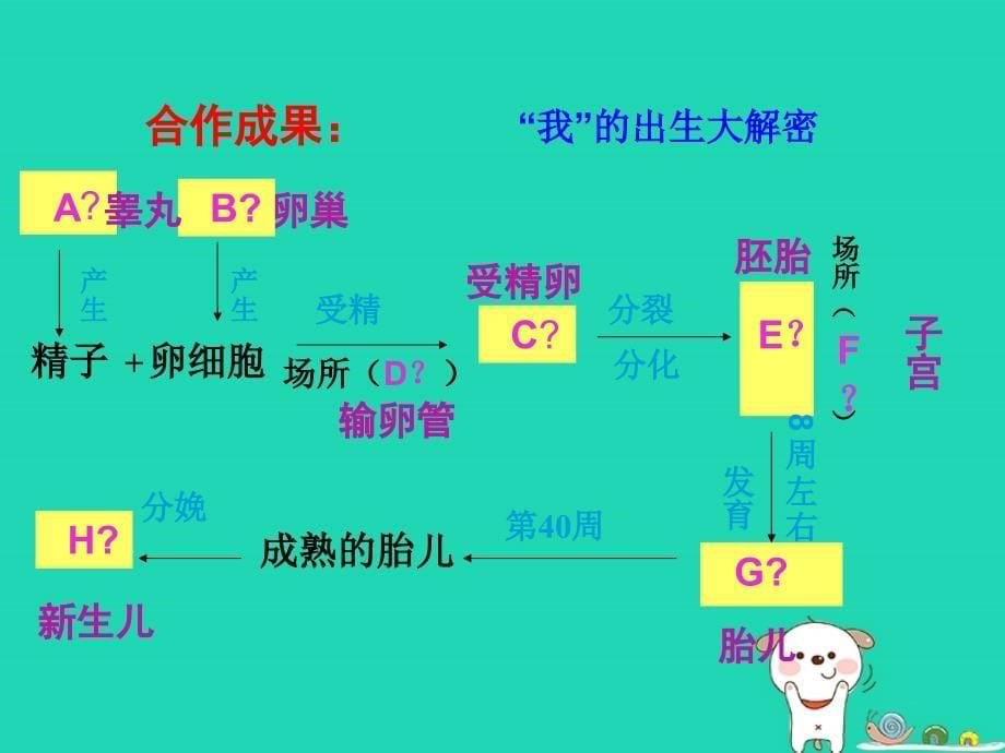 八年级生物上册_7.21.1《人的生殖》课件 （新版）苏科版_第5页