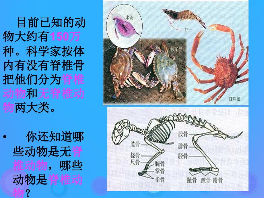 八年级生物上册_5.1.1《腔肠动物和扁形动物》课件3 （新版）新人教版_第2页