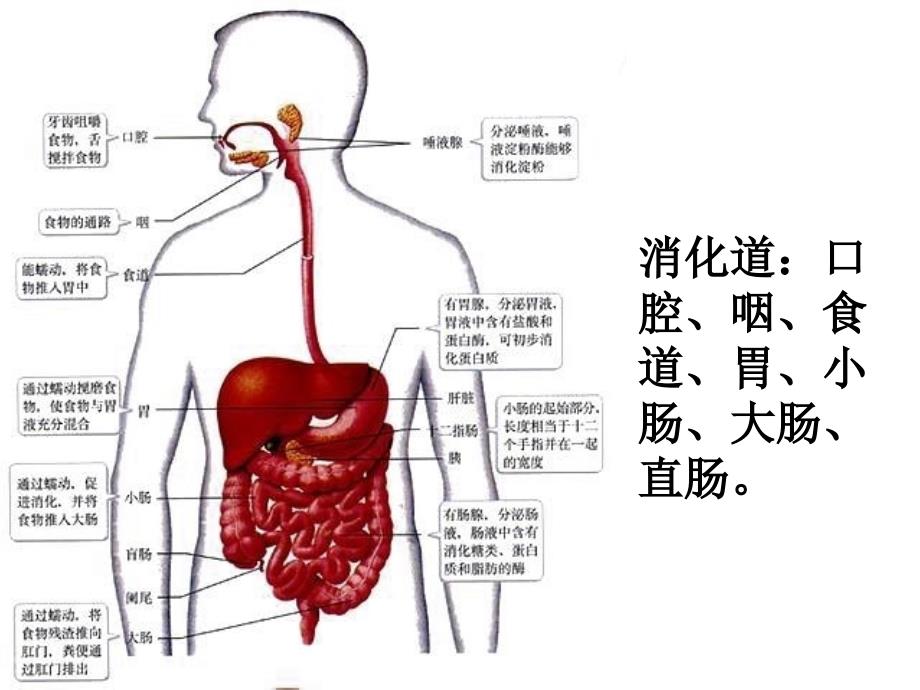 消化系统常见病胃炎_第2页