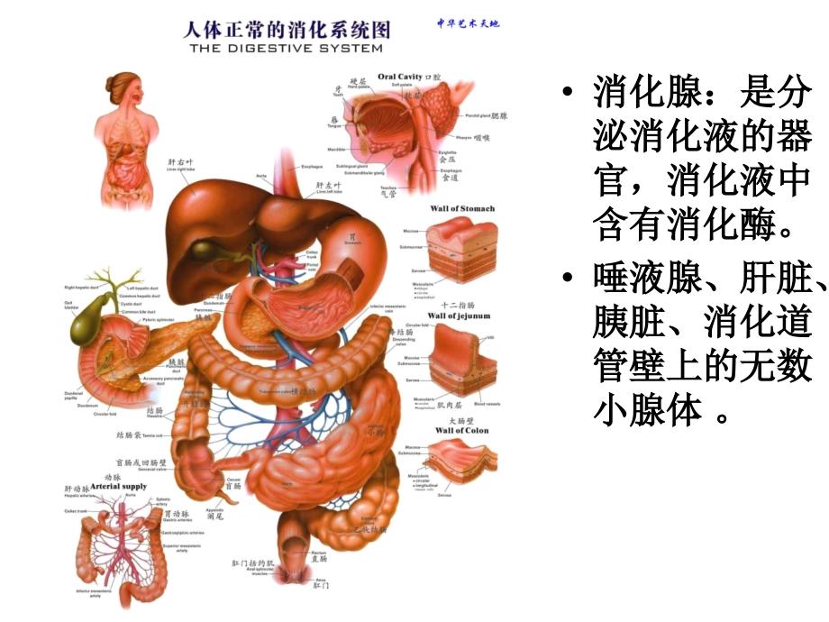 消化系统常见病胃炎_第3页