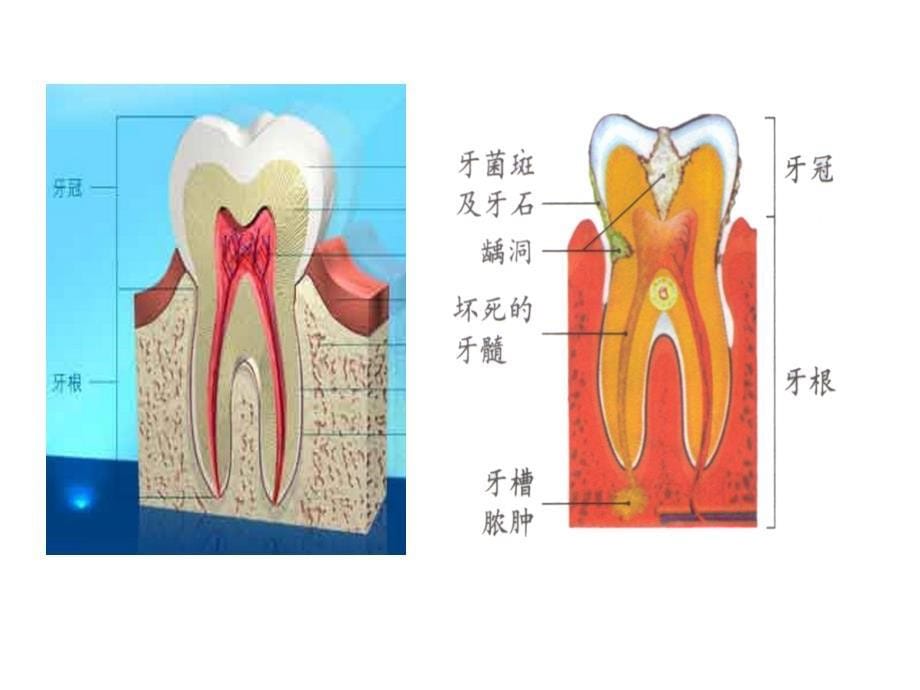 四年级上册科学课件-4.6食物在口腔里的变化 教科版(共13张PPT) (2)_第5页