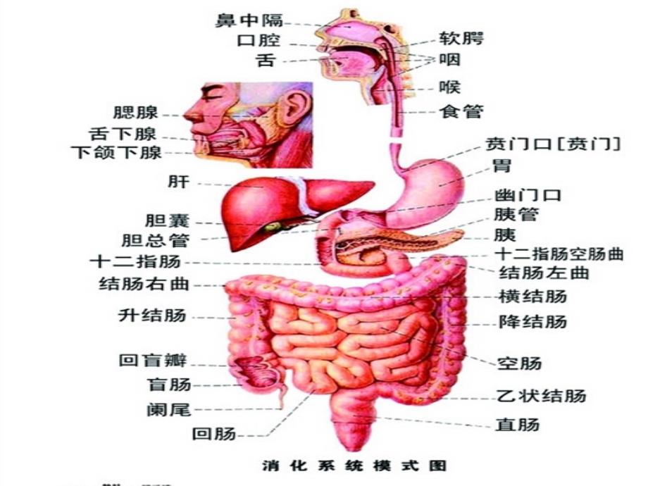 四年级上册科学课件-4.6食物在口腔里的变化 教科版(共13张PPT) (1)_第2页