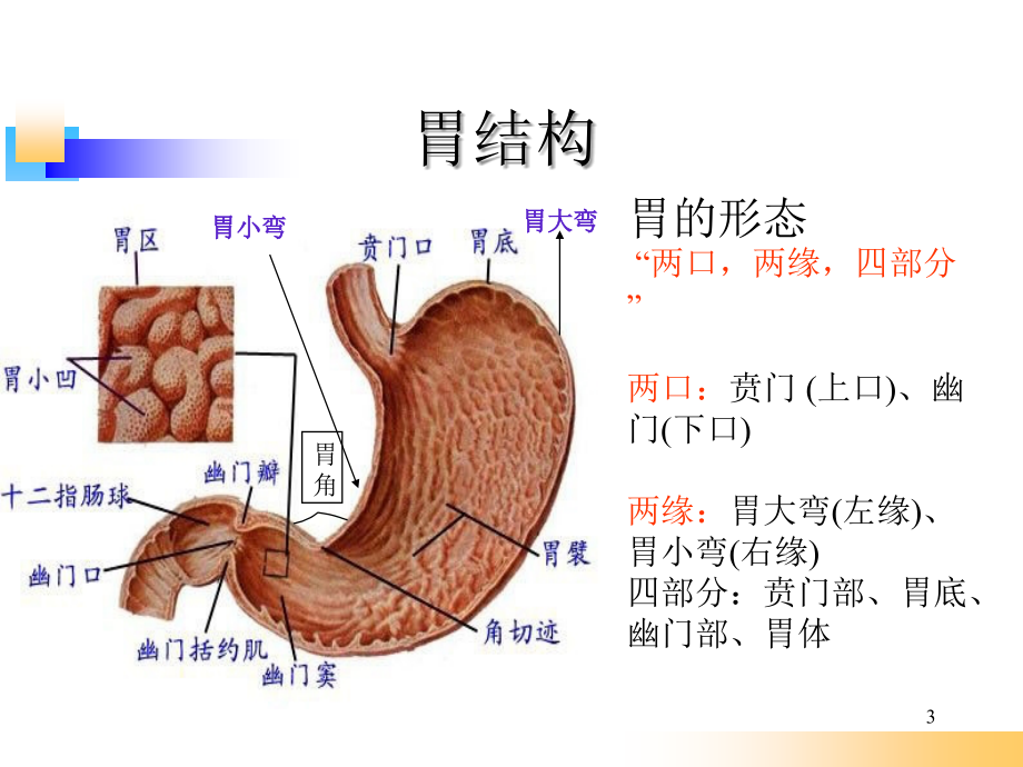 胃炎-自编新_第3页