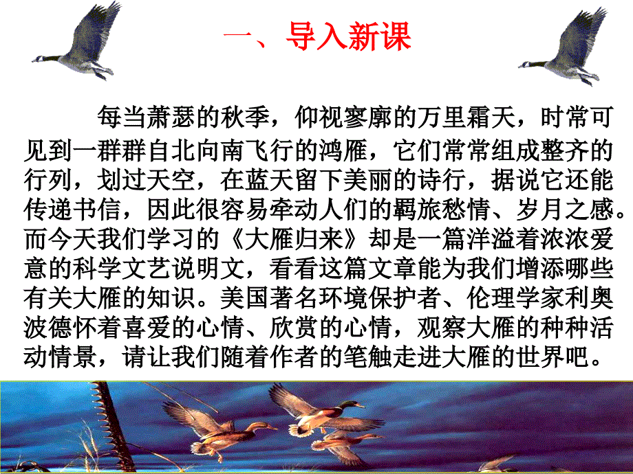 人教部编版八年级下册语文7、大雁归来课件（共48张ppt）_第2页