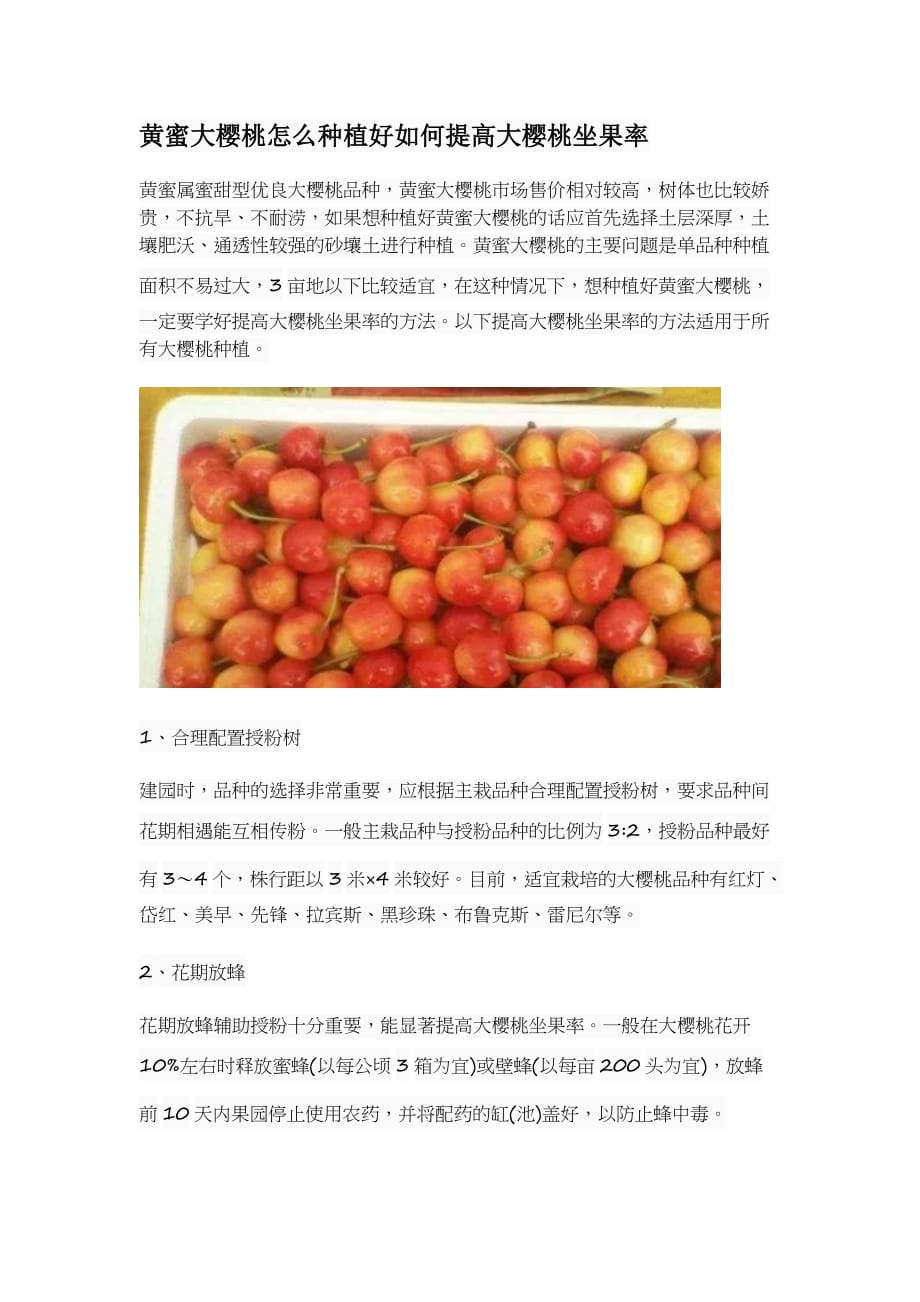 黄蜜大樱桃怎么种植好如何提高大樱桃坐果率_第1页