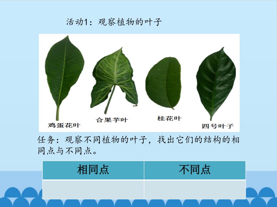 四年级上册科学课件-植物的叶  (共9张PPT)粤教粤科版_第2页