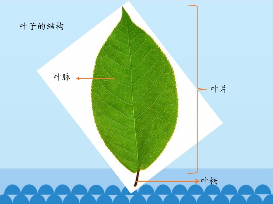 四年级上册科学课件-植物的叶  (共9张PPT)粤教粤科版_第4页