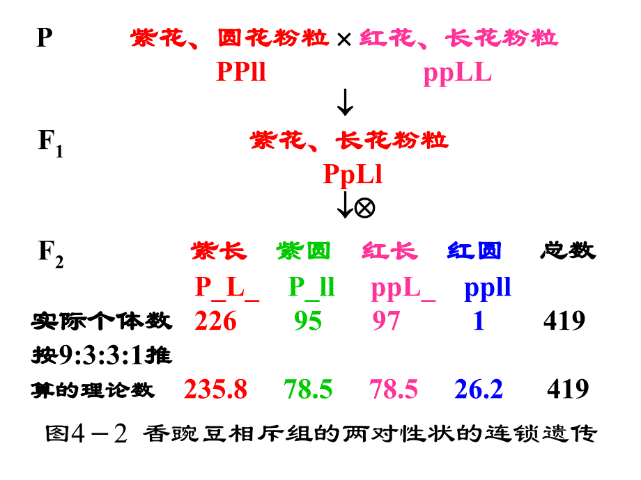 遗传学幻灯4-连锁和性连锁_第4页