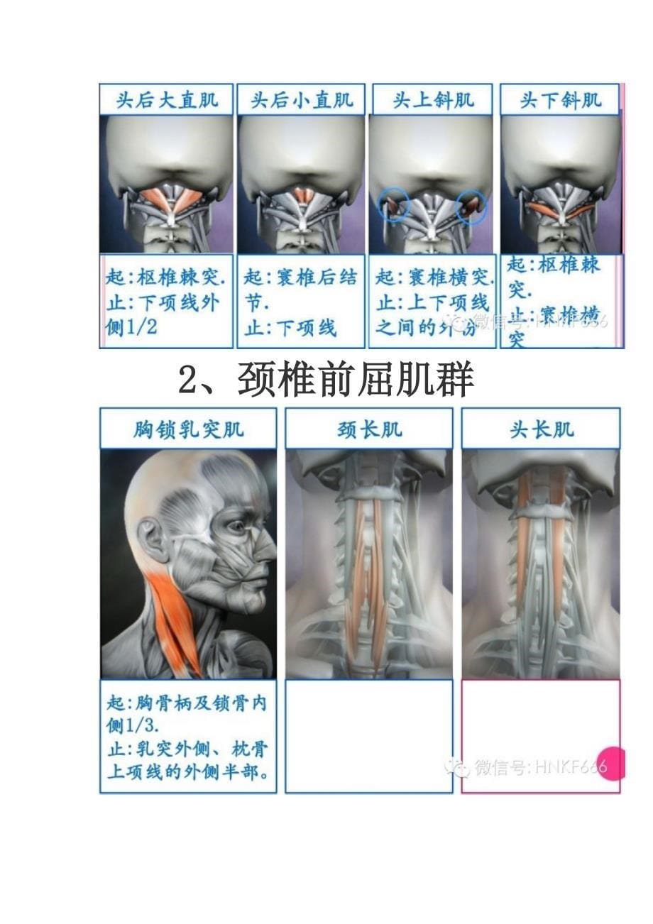 精美3d骨骼肌解剖图谱资料_第5页