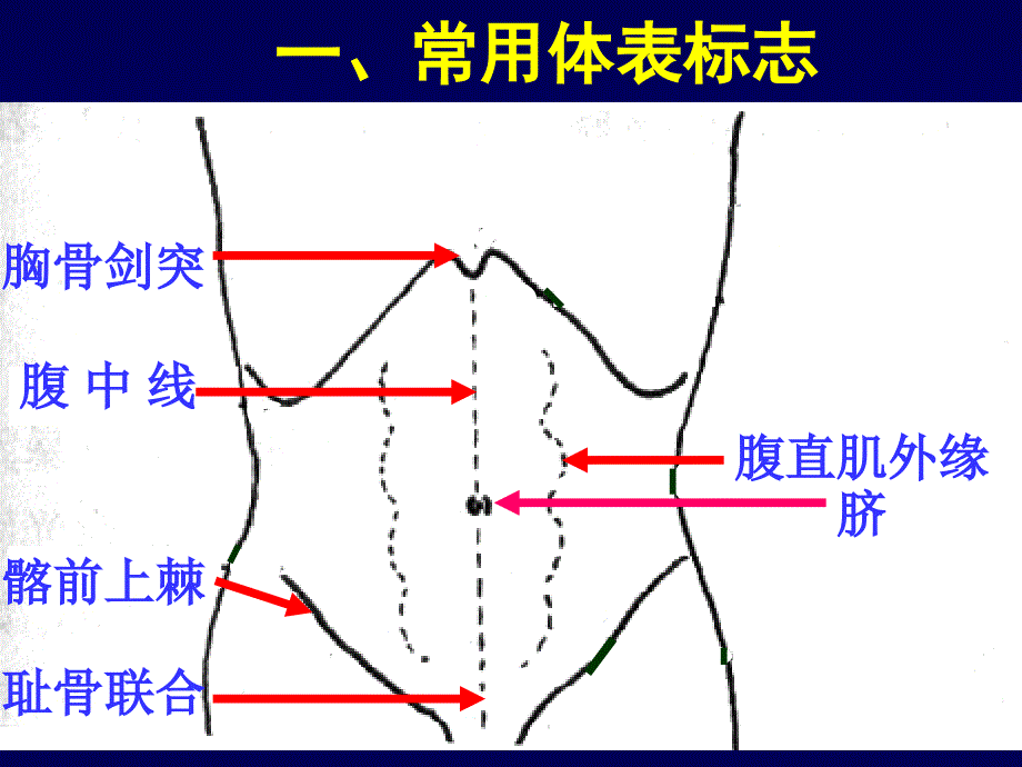 腹部检查(1)-护理学_第4页