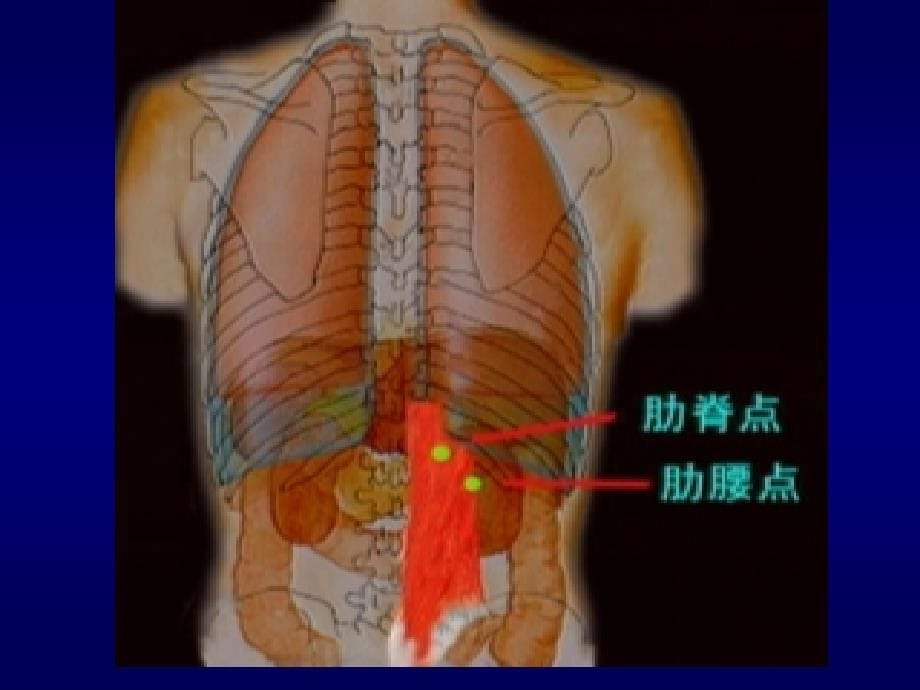 腹部检查(1)-护理学_第5页