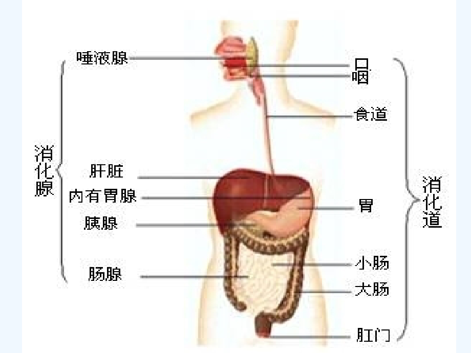 消化系统疾病食疗_第3页