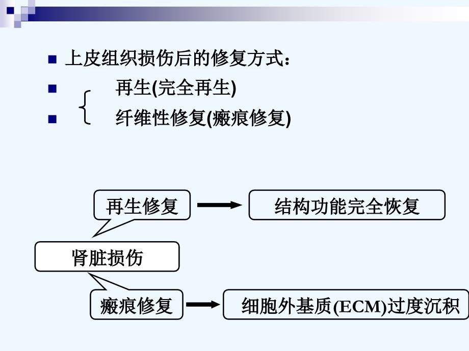 肾干-祖细胞枯竭及肾纤维化_第4页