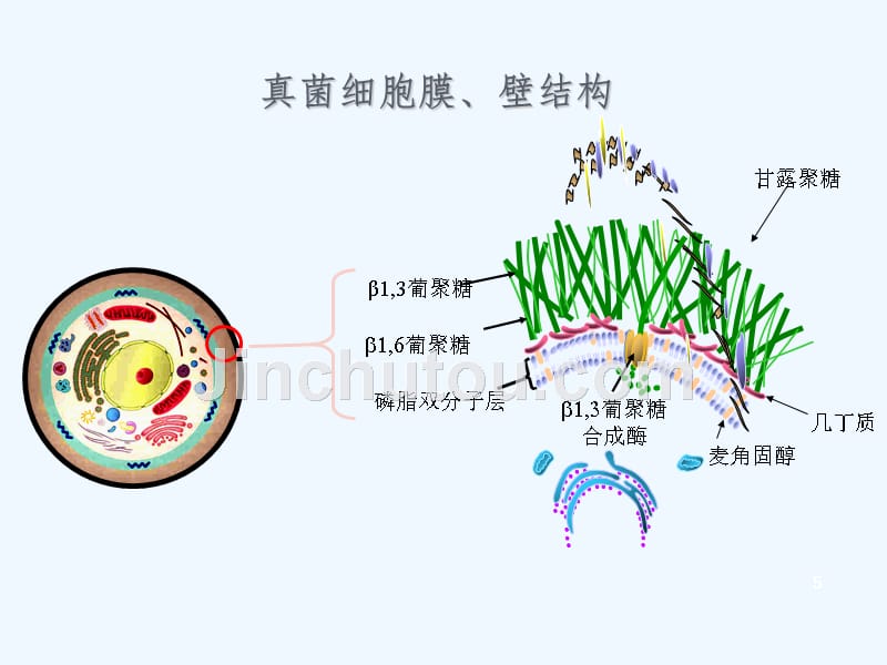 皮肤疾病知识及临床用药_第5页