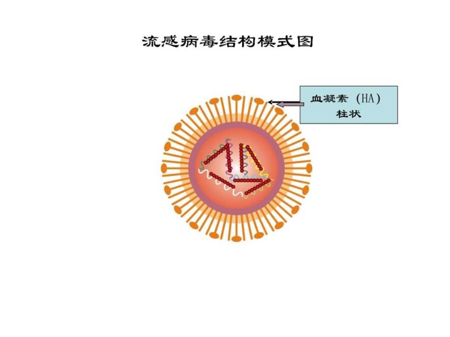 实验五血凝及血凝抑制实验_第4页