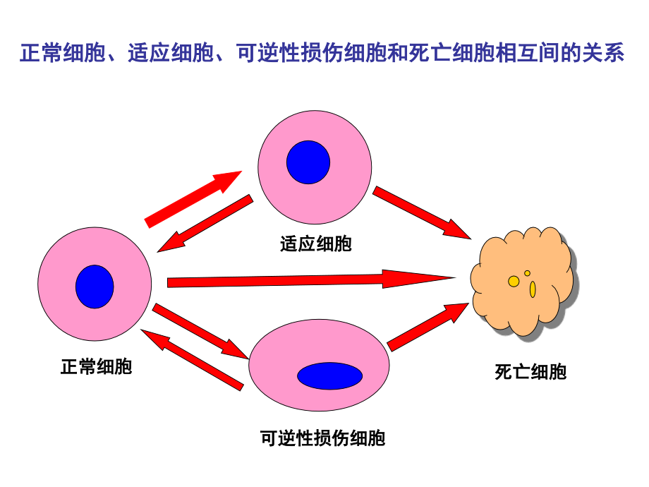 病理学  细胞和组织的适应与损伤_第3页